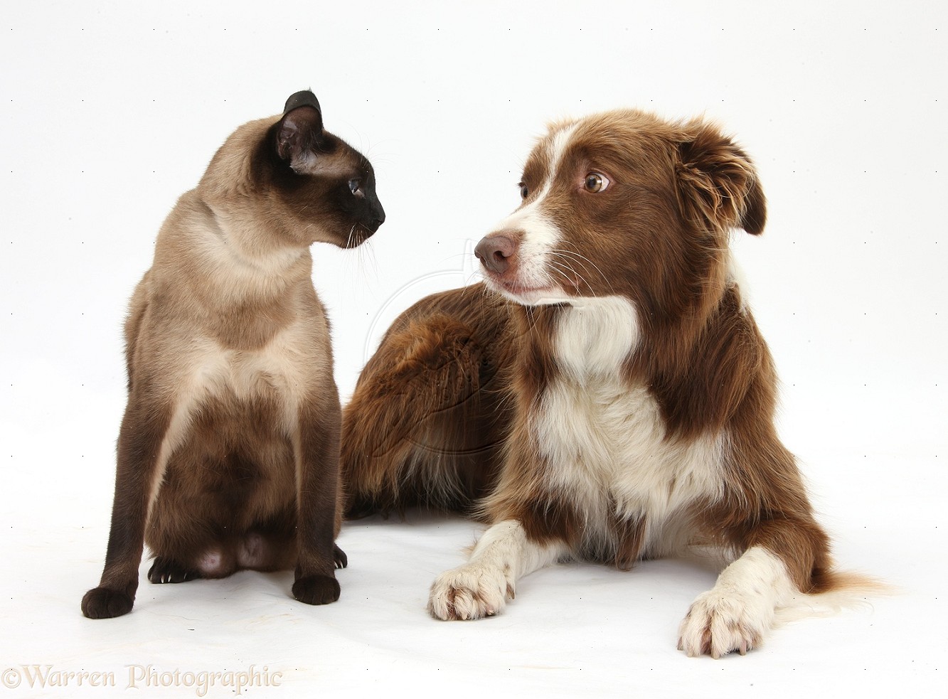 32398-Chocolate-Border-Collie-and-Siamese-cat-white-background